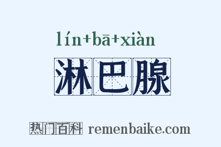 淋巴腺是什么意思的图片